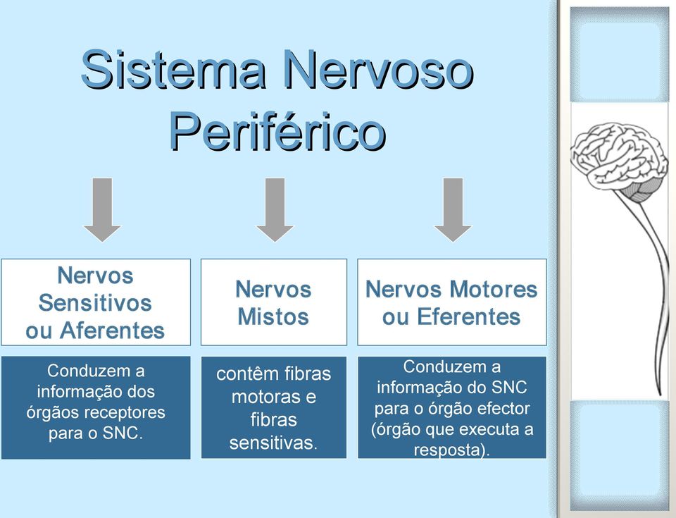 Nervos Mistos contêm fibras motoras e fibras sensitivas.