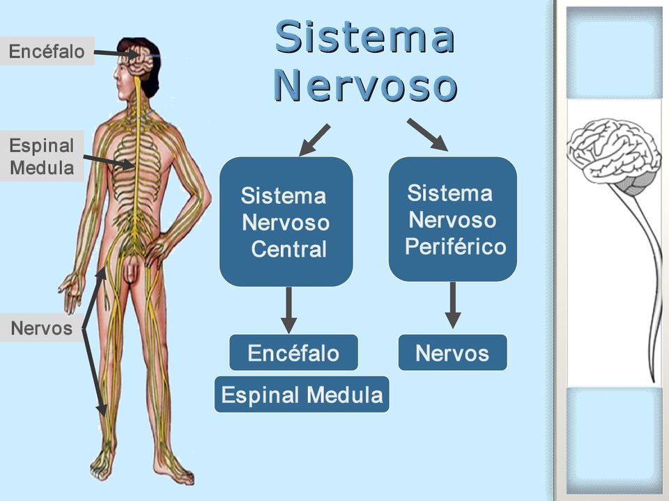 Central Sistema Nervoso