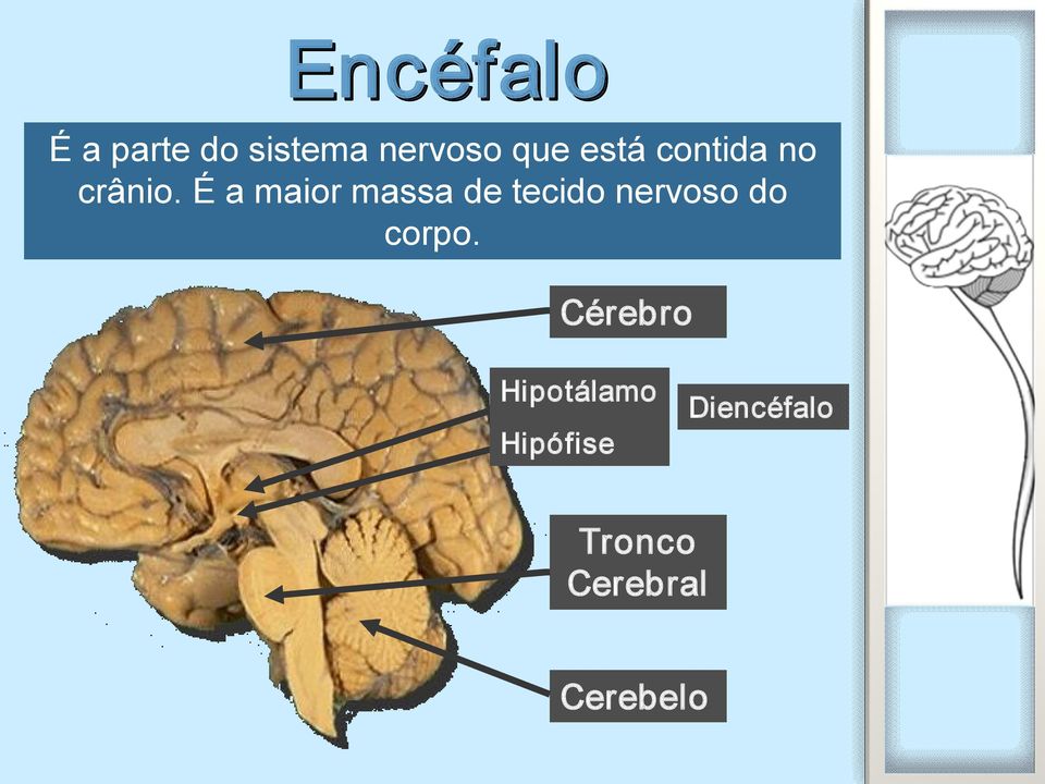 É a maior massa de tecido nervoso do corpo.