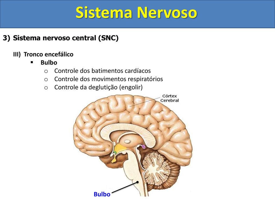 cardíacos o Controle dos movimentos