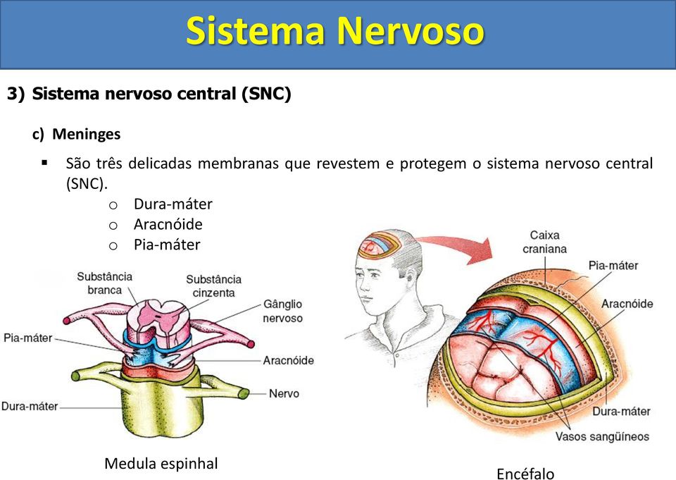 protegem o sistema nervoso central (SNC).