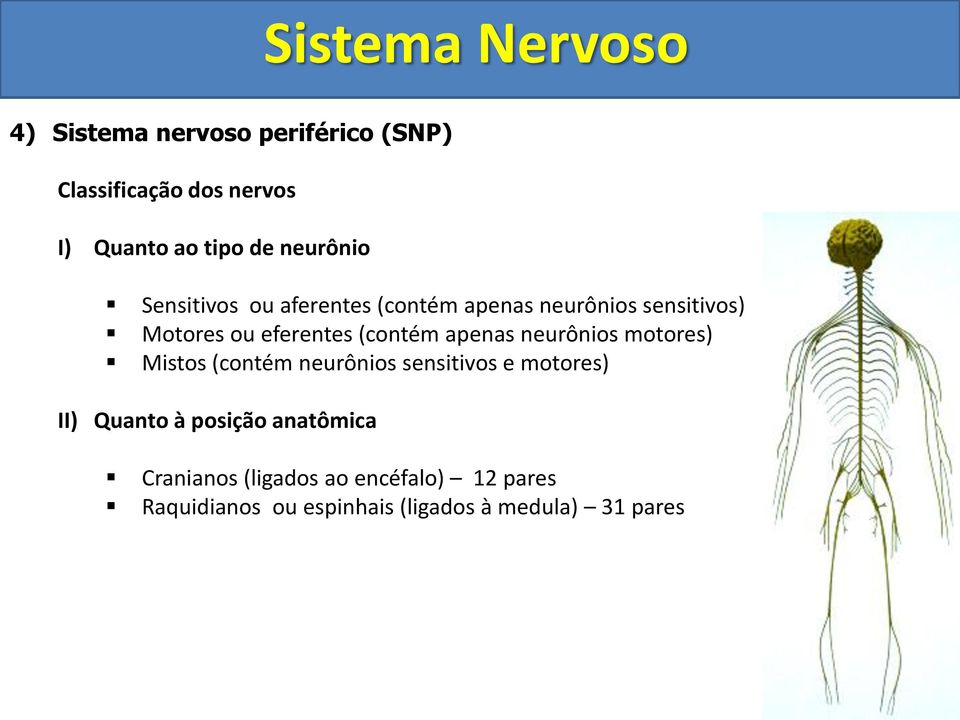apenas neurônios motores) Mistos (contém neurônios sensitivos e motores) II) Quanto à posição