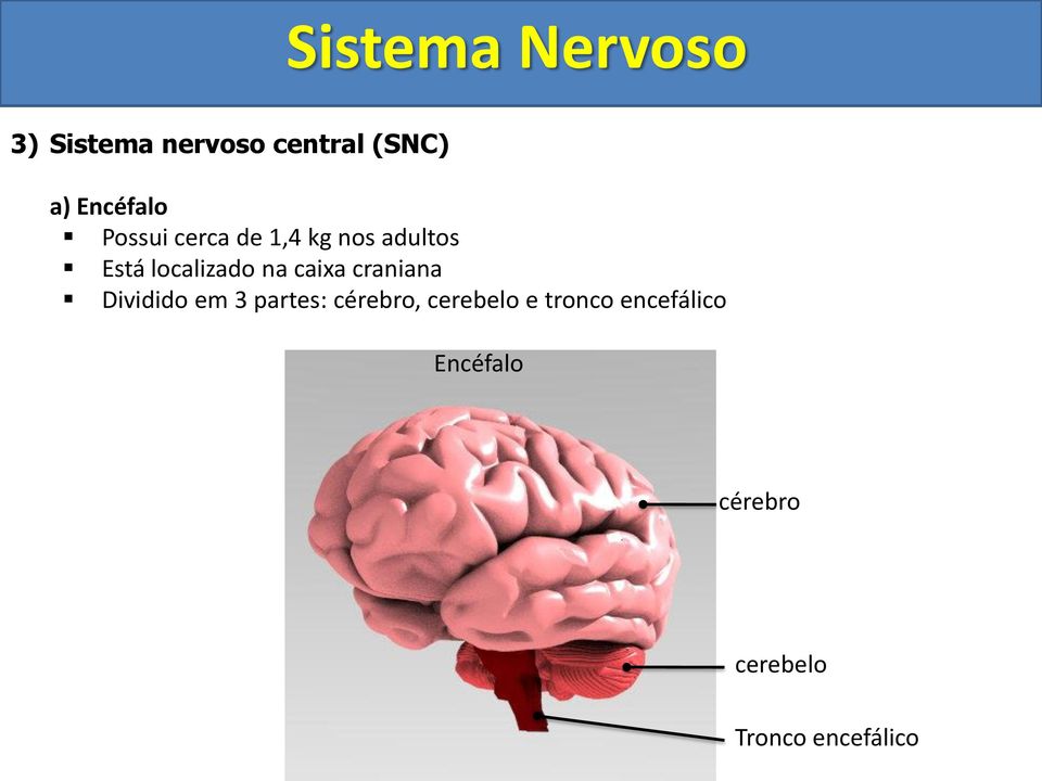 craniana Dividido em 3 partes: cérebro, cerebelo e