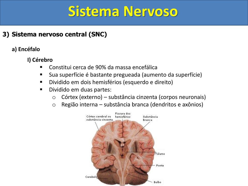 em dois hemisférios (esquerdo e direito) Dividido em duas partes: o Córtex (externo)