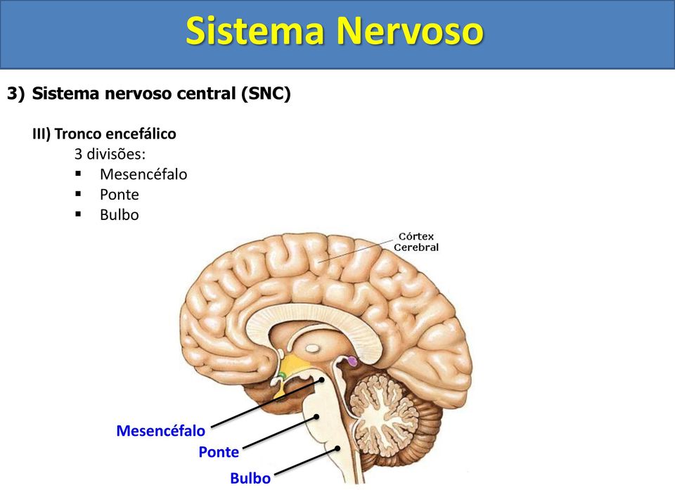 3 divisões: Mesencéfalo