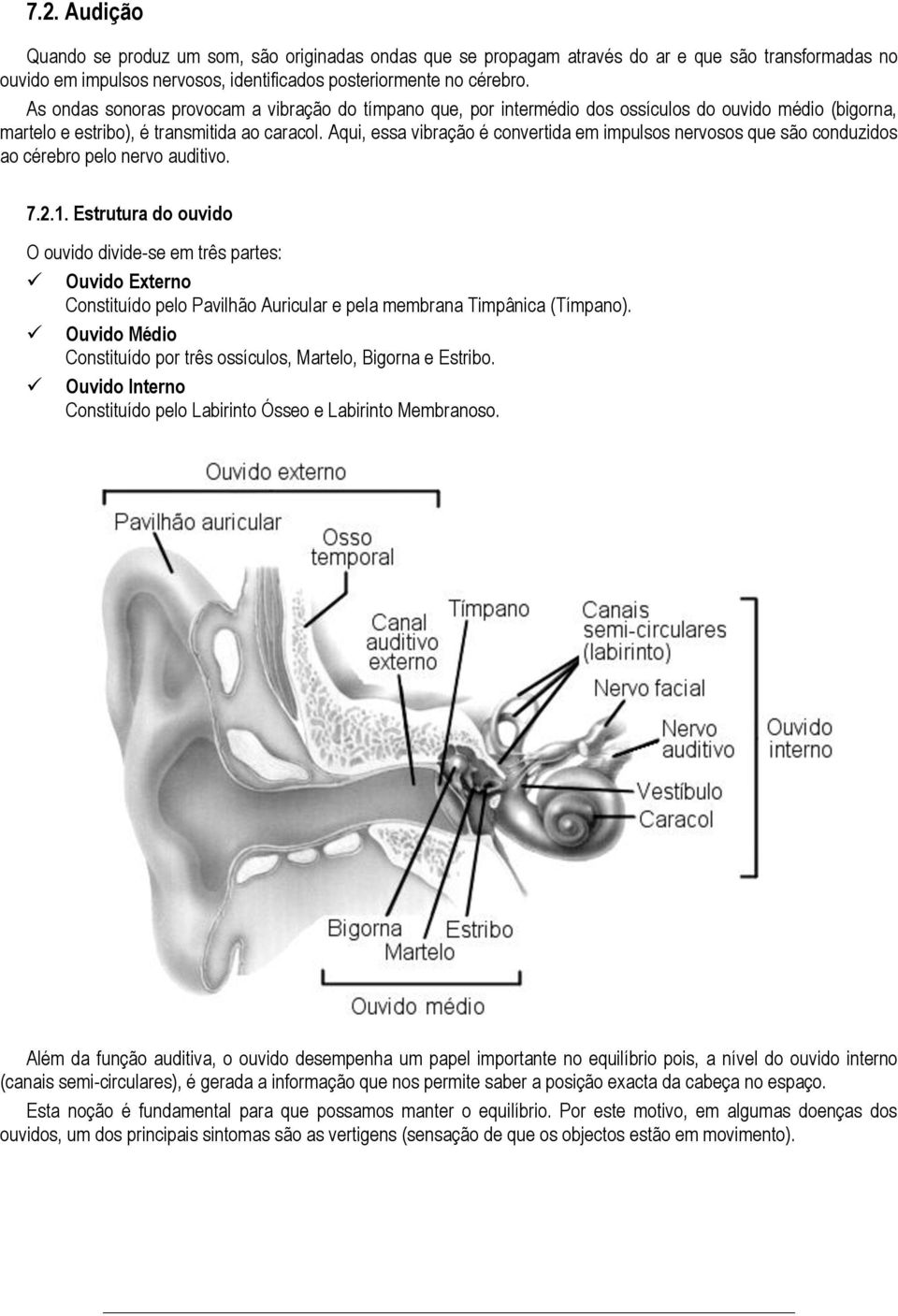 Aqui, essa vibração é convertida em impulsos nervosos que são conduzidos ao cérebro pelo nervo auditivo. 7.2.1.