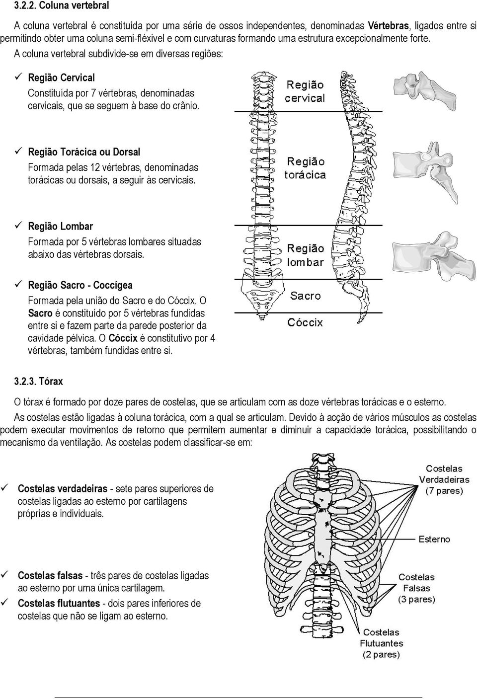 Região Torácica ou Dorsal Formada pelas 12 vértebras, denominadas torácicas ou dorsais, a seguir às cervicais. Região Lombar Formada por 5 vértebras lombares situadas abaixo das vértebras dorsais.