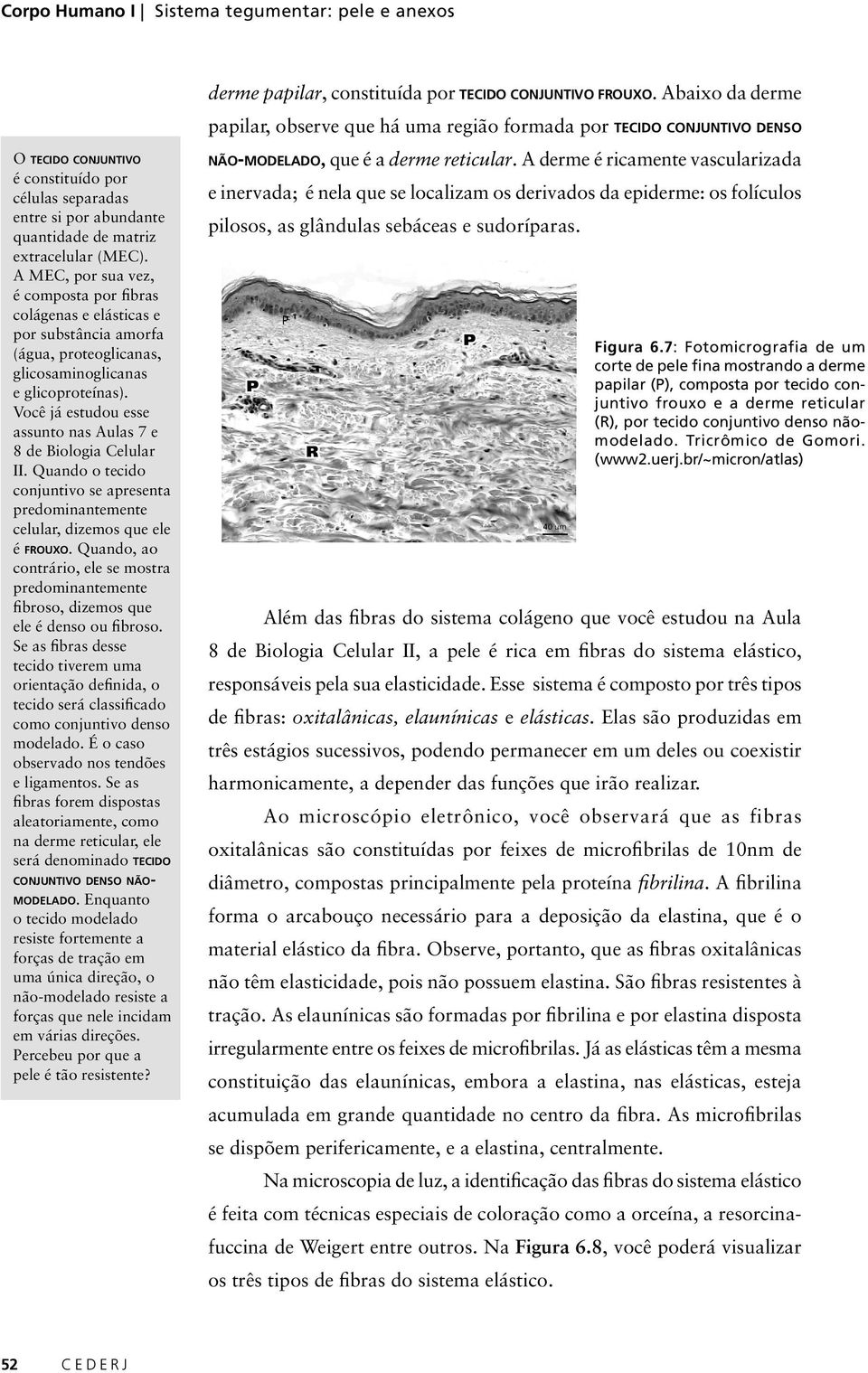 A MEC, por sua vez, é composta por fibras colágenas e elásticas e por substância amorfa (água, proteoglicanas, glicosaminoglicanas e glicoproteínas).