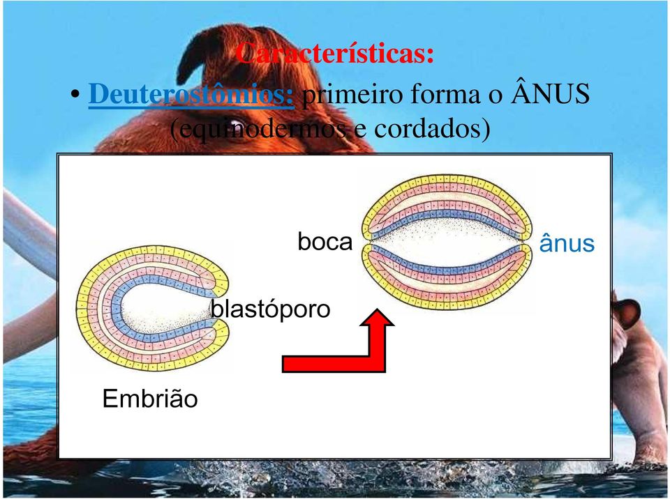 forma o ÂNUS (equinodermos