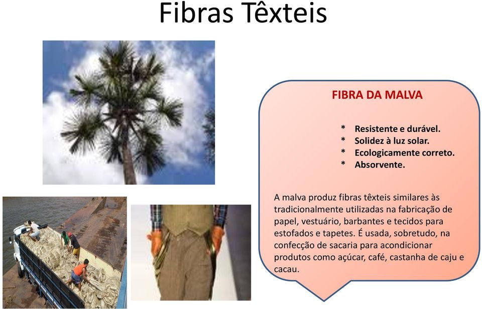 A malva produz fibras têxteis similares às tradicionalmente utilizadas na fabricação de