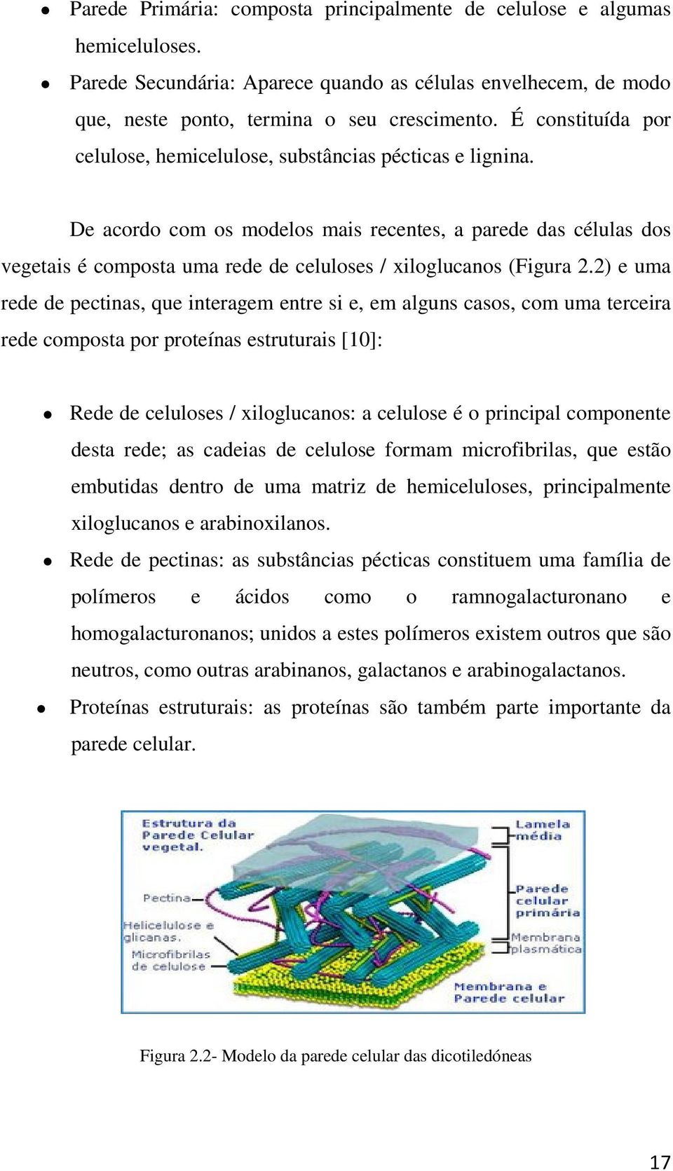 De acordo com os modelos mais recentes, a parede das células dos vegetais é composta uma rede de celuloses / xiloglucanos (Figura 2.