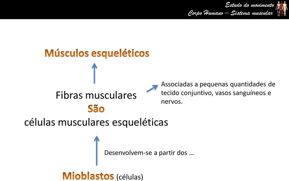 sanguíneos e nervos.