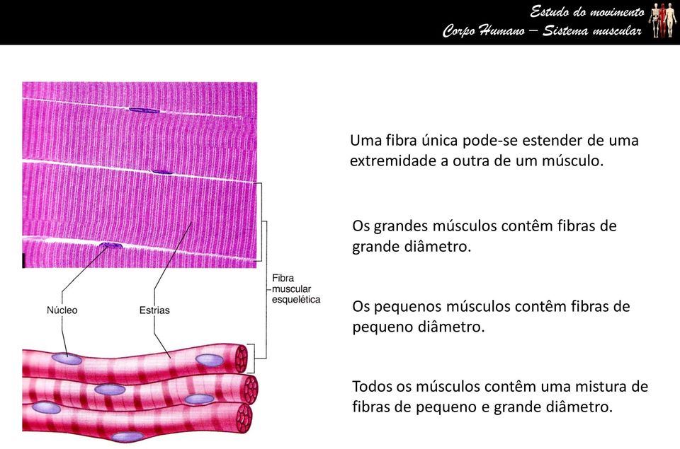 Os pequenos músculos contêm fibras de pequeno diâmetro.