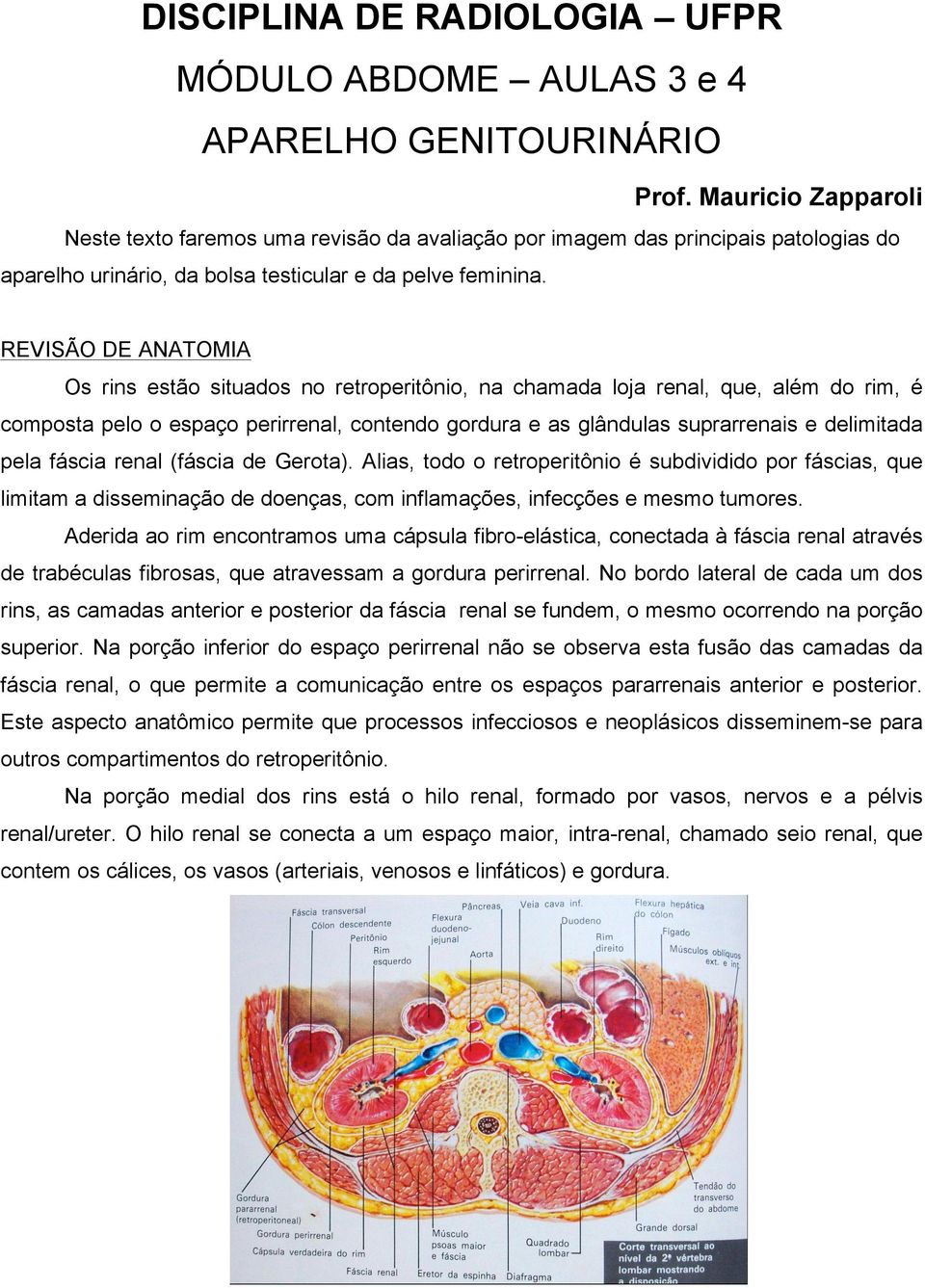 REVISÃO DE ANATOMIA Os rins estão situados no retroperitônio, na chamada loja renal, que, além do rim, é composta pelo o espaço perirrenal, contendo gordura e as glândulas suprarrenais e delimitada