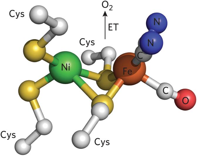 Tratamento de sementes de soja com níquel para o aumento da fixação biológica e atividade da urease INTRODUÇÃO 30-60% da energia fornecida para a nitrogenase pode ser perdida como H 2.