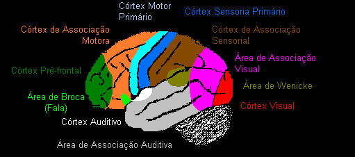 Áreas Cerebrais CC Área Cortical Córtex Pré-frontal Córtex de Associação Motora Córtex Motor Primário Córtex Sensorial Primário Área de Associação Sensorial Área de Associação Visual Córtex Visual