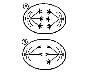 32. (G2) Analisando o esquema a seguir que representa o ciclo vital de um vegetal, podemos fazer todas as afirmações, EXCETO: 33.