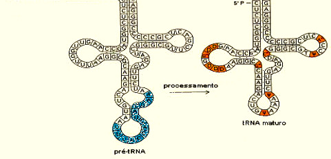 Processamento do RNA Reações de Recomposição