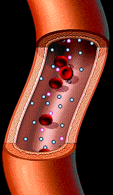 Imagem: Interactive Physiology. 2000 Benjamin Cummings and adam.com A Rede Hemodinâmica: OS VASOS Pode ser subdividido em circulação sistêmica e pulmonar.