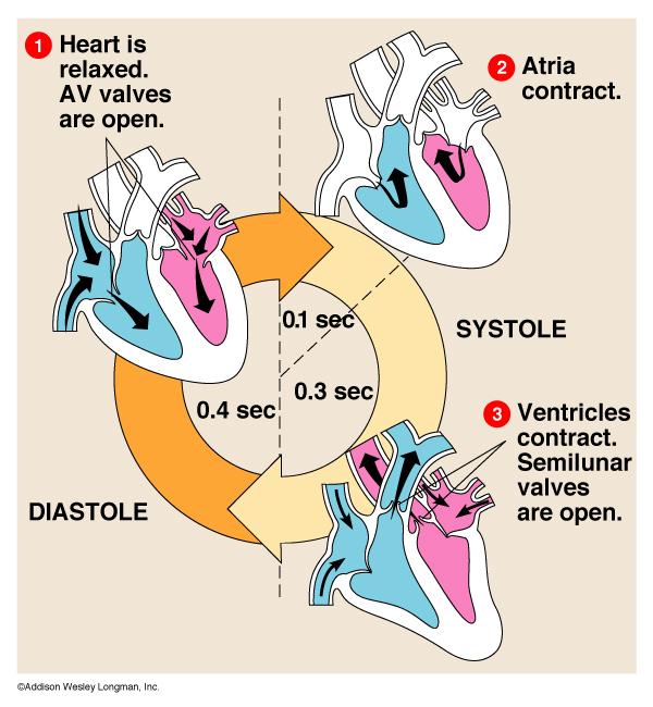 Fisiologia do Sistema Cardiovascular Em uma Frequência Cardíaca média de 75 Bpm, o tempo do Ciclo Cardíaco dura em