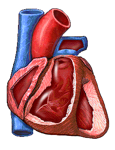 Sistema Fisiologia Cardiovascular do Sistema Cardiovascular Distribuição fluxo e pressão Fração de Ejeção (FE) É a proporção do sangue bombeado para