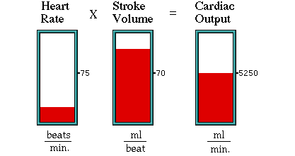 Fatores que afetam o Débito Cardíaco Imagem: Interactive Physiology.