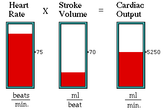 Fatores que afetam o Débito Cardíaco Imagem: Interactive Physiology.