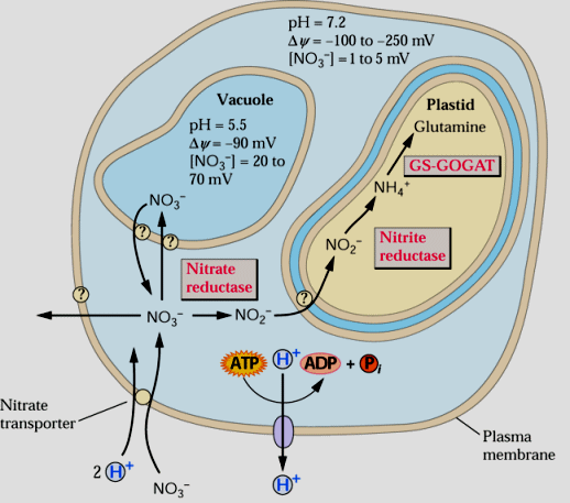 Entrada gasta energia - manutenção do potencial eletroquímico Nitrato pode ser armazenado em vacúolos Isso aumenta a capacidade de absorção dele pela planta Transformado em