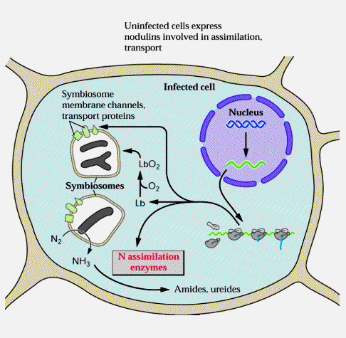 Desenvolvimento da nitrogenase, leghemoglobina e enzimas relacionadas, com a fixação do N2.