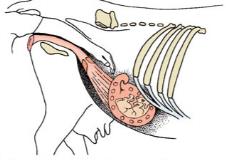ÚTERO (G.) hystera = tardio, que vem depois (funcional apenas após a puberdade) (L.) uterus, uteri = ventre materno (L.