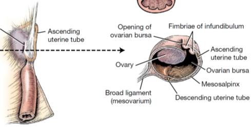 A Estática dos s Secção transversal do abdome bovino na região lombar - vista cranial da parte caudal do abdome e entrada da pelve com o reto, útero, tuba uterina, ovários e bexiga urinária in situ A