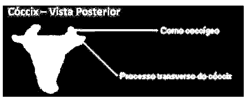 dorsais Articulações das apófises articulares lombares Articulação sacro-vertebral Articulações sacro-vertebrais laterais Articulação sacrococcígea Anfiartroses Trocartorse Artrodias Artrodias