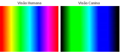 Noções de cores Cor é como o olho dos seres vivos animais interpreta a reemissão da luz vinda de um objeto que foi emitida por uma fonte luminosa por meio de ondas eletromagnéticas; Corresponde à