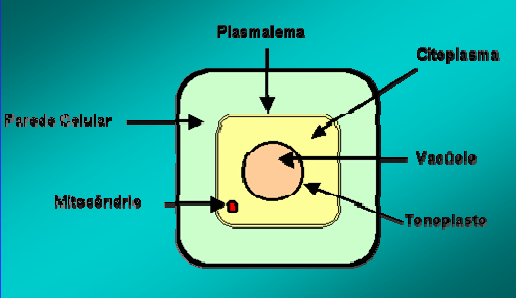 ABSORÇÃO IÔNICA 1.