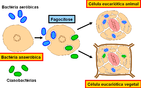 3.6 Teoria da Invaginação Por mutação genética, alguns procariontes teriam passado a sintetizar novos tipos de proteínas, e isso levaria ao desenvolvimento de um complexo sistema de membranas, que,