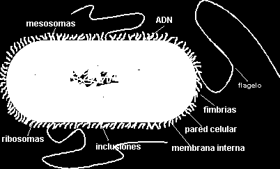 Parâmetros PROCARIONTES EUCARIONTES Localização do DNA Disperso no citoplasma constituindo o nucleóide No núcleo Quantidade de DNA Localização Celular da Síntese Proteica Estrutura do Ribossoma