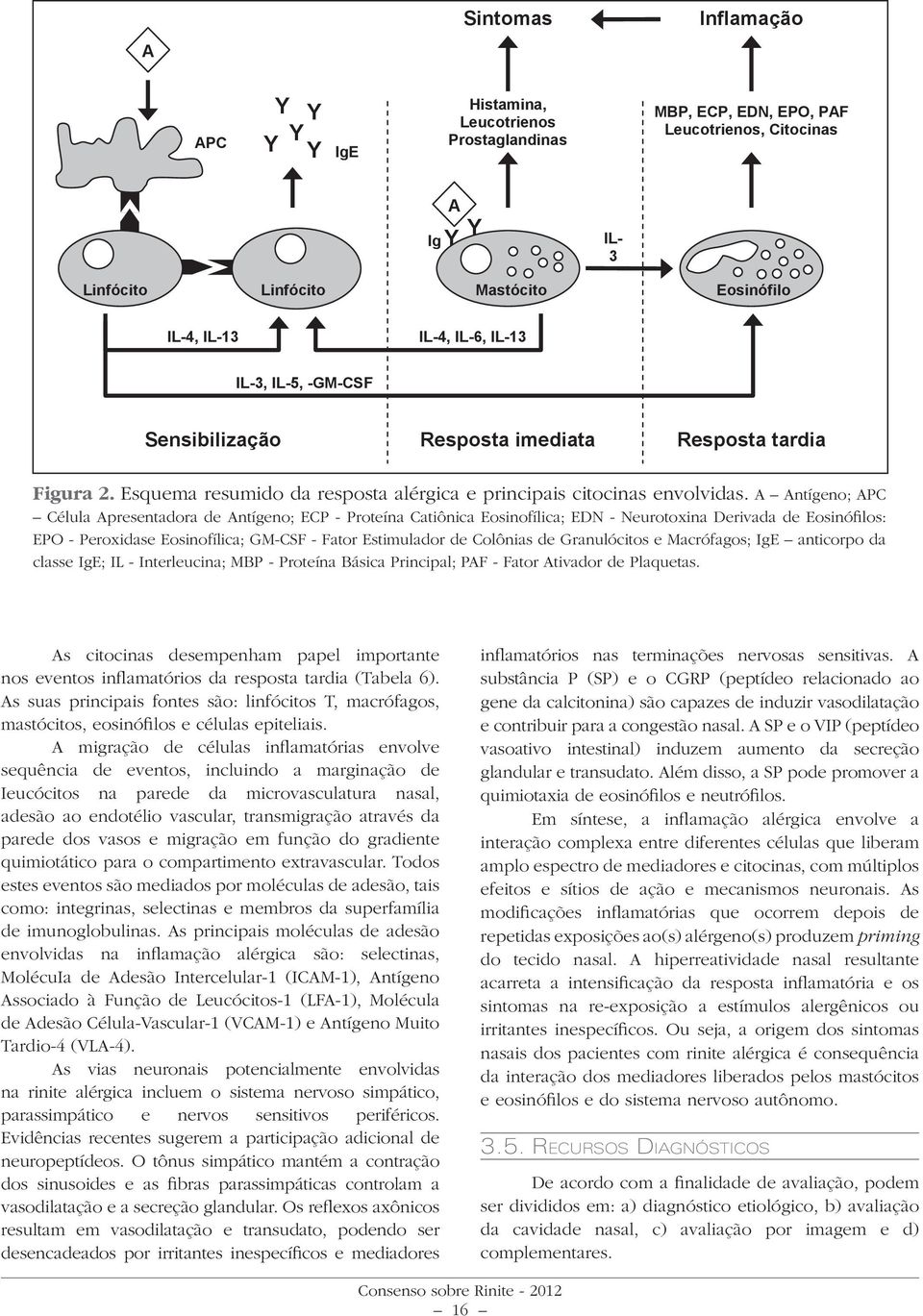 A Antígeno; APC Célula Apresentadora de Antígeno; ECP - Proteína Catiônica Eosinofílica; EDN - Neurotoxina Derivada de Eosinófilos: EPO - Peroxidase Eosinofílica; GM-CSF - Fator Estimulador de