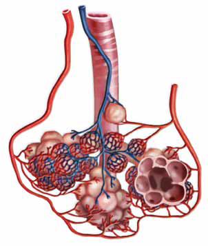 Mecanismo da respiração Imediatamente o ar percorre a traqueia, que se divide (bifurca) em dois ramos chamados brônquios, um em direção ao pulmão