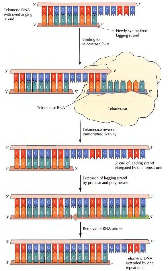É importante referir que a replicação do DNA mitocondrial é feita por