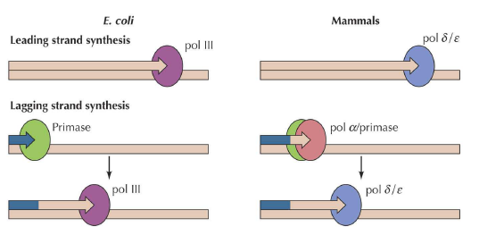 as polimerases, são responsáveis pelo processo de replicação em E.coli.