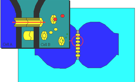 Estrutura funcional do sistema nervoso sinapse eléctrica Nas sinapses eléctricas as membranas plasmáticas das células pré e pós- sinápticas estão unidas por junções comunicantes ou do hiato (gap