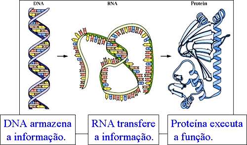 Ácidos Nucleicos Biologia Molecular RN: Ácido Ribonucleico Ribose DN: Ácido Desoxirribonucleico Desoxirribose Disciplina: Biologia Celular e Molecular Centro de Ciências da Saúde Profa. Dra.