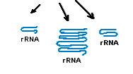 Dogma Central da Biologia Molecular 2. 3. 4. Tradução RN mensageiro (RNm): Carrega a informação copiada do DN sob a forma de inúmeros triplets (trincas), códons, cada um especificando um aminoácido.