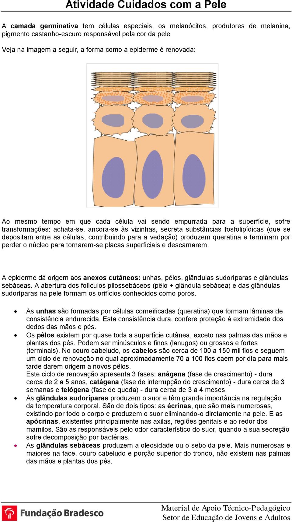 contribuindo para a vedação) produzem queratina e terminam por perder o núcleo para tornarem-se placas superficiais e descamarem.