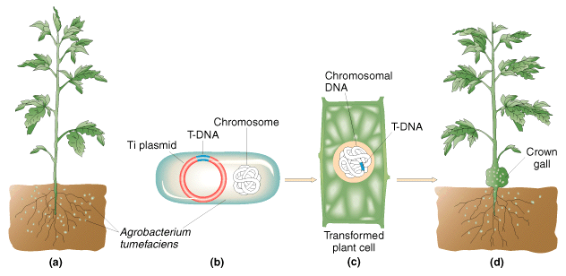 Técnicas modernas OGM - PLANTAS Actualmente os métodos mais utilizados para a introdução de DNA exógeno nas plantas são: 1.