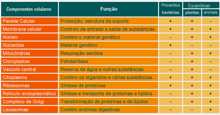 carioteca (envoltório nuclear) Membrana repleta de poros; DNA + proteínas