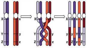 Paquíteno Inicia o crossing-over (troca de segmentos homólogos entre cromátides não-irmãs do par de