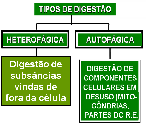 FUNÇÕES DO LISOSSOMO Digestão