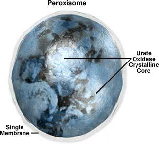 7 PEROXISSOMOS p. 104 São pequenas vesículas presentes no citoplasma da célula eucariotas. Contêm enzimas que degradam ao peróxido de hidrogênio (H 2 O 2 ), daí o nome peroxissomos.