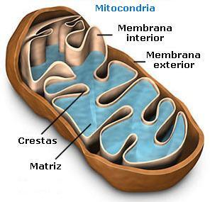 9 MITOCÔNDRIAS p. 105 Tamanho comparado a de uma bactéria. A forma pode ser: esférica, ovoide, filamentosa. Ela aparece como uma bolsa limitada por duas membranas à MP.